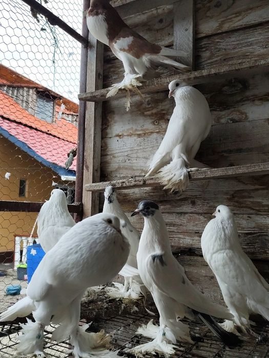 Porumbei gusati de pomerania