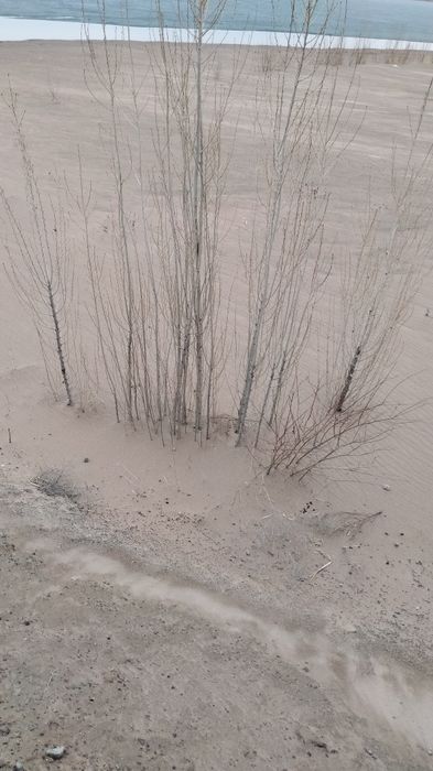 Дерево(тополь) терек ағашы