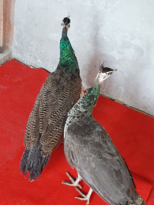 Porumbei  voiajori  colorați și  găini