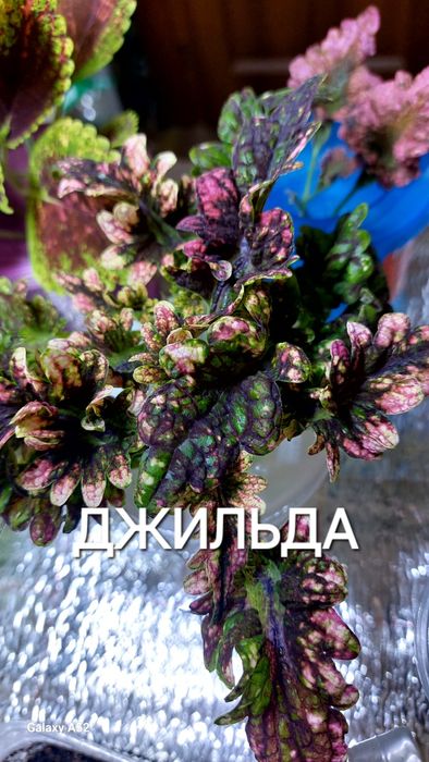 КОЛЕУСЫ. Листай карусель