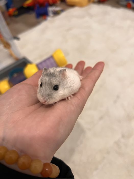 Donez hamsteri , NU livrez !