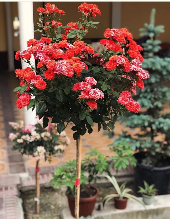 Декоративные розы