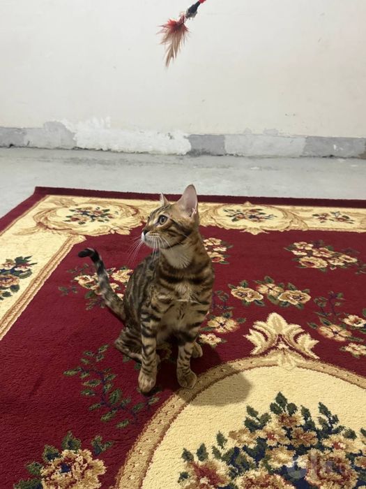 Продаётся бенгалский кот