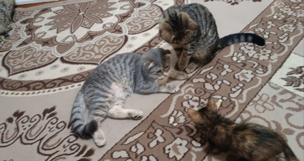 Передержка кошек