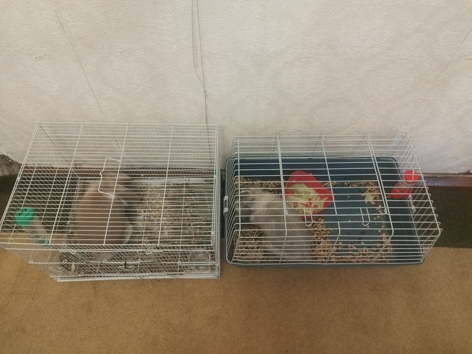 Кролик декоративный