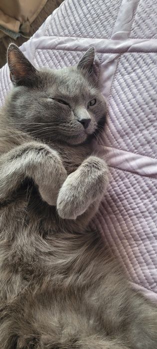 Отдам кота в добрые руки