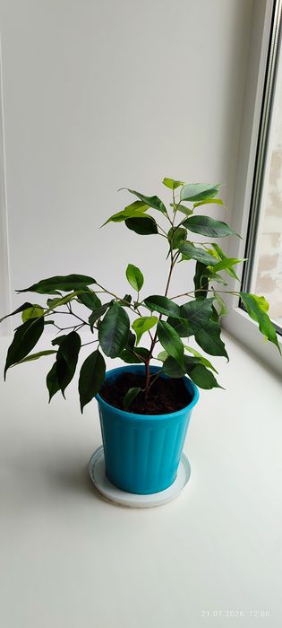 Продам Фикус Бенжамина