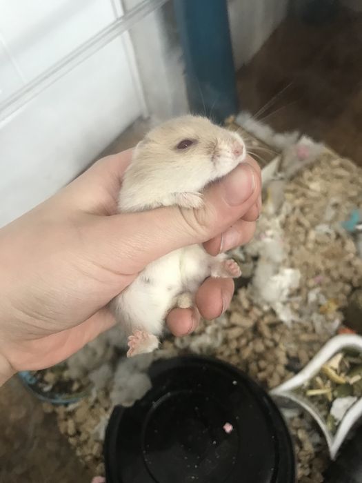 Хомяки ручные едят все