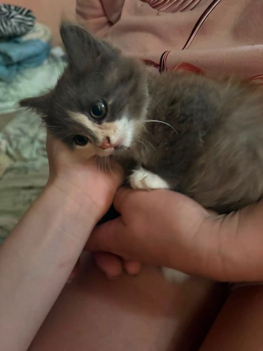 Отдам котят в добрые рыки