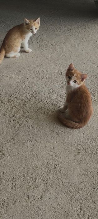 Котята 2,5 месяца бесплатно