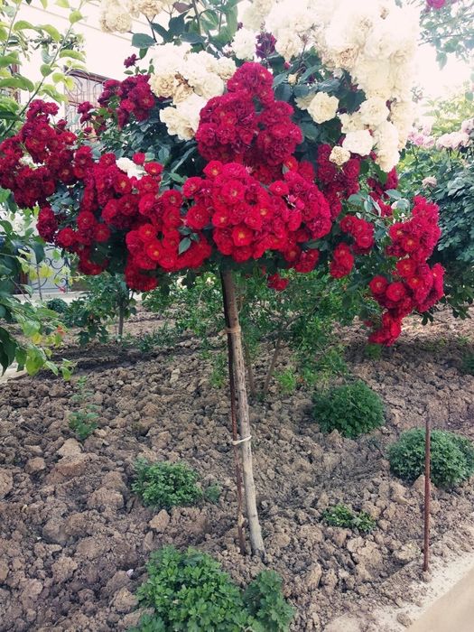 Штаповий роза гуллари