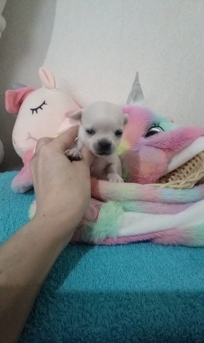 Готовы к брони малыши Чихуахуа