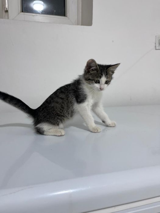 котенок без породы
