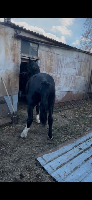 Продам жеребца полу