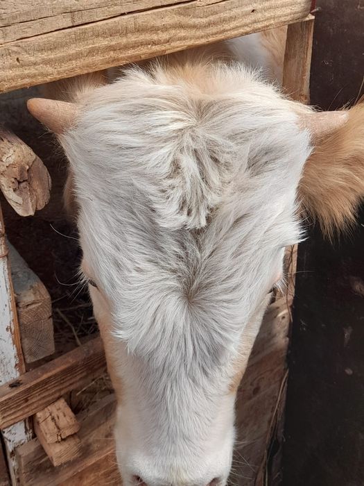 Срочно продам быка