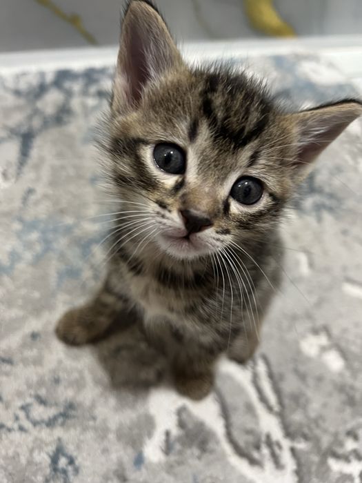 Отдам котят в хорошие руки бесплатно