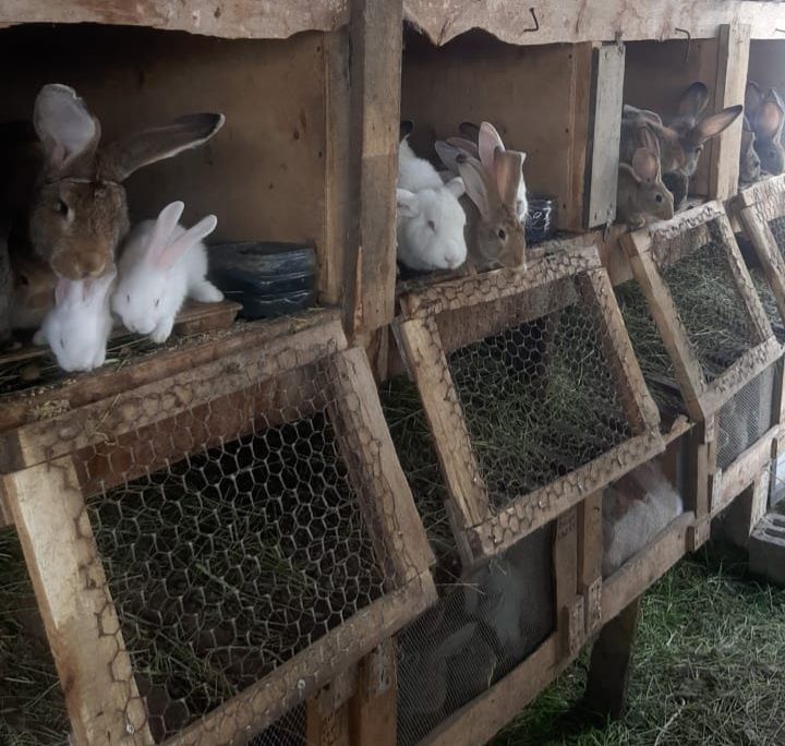 Продаю кроликов, самок и самцов