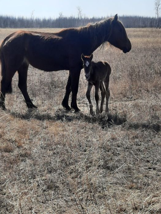 Продам кобылу с жеребенком
