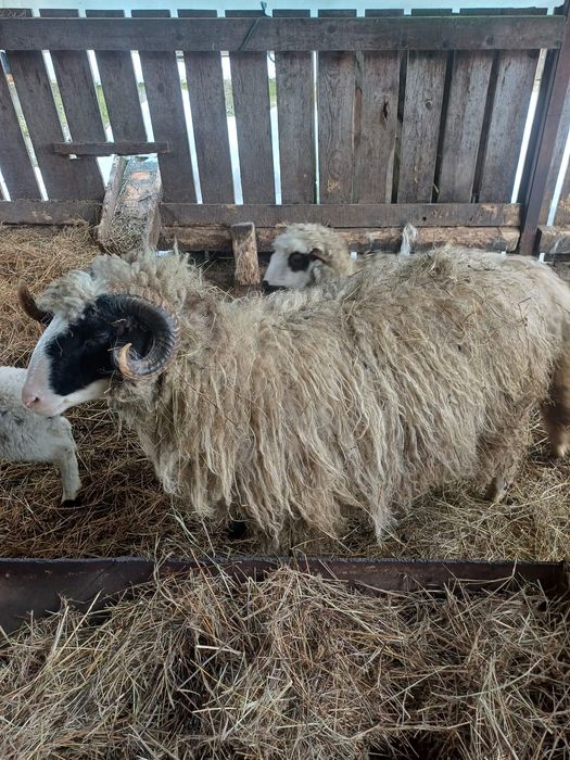 Vând 3 oi cu 3 miele și un berbec