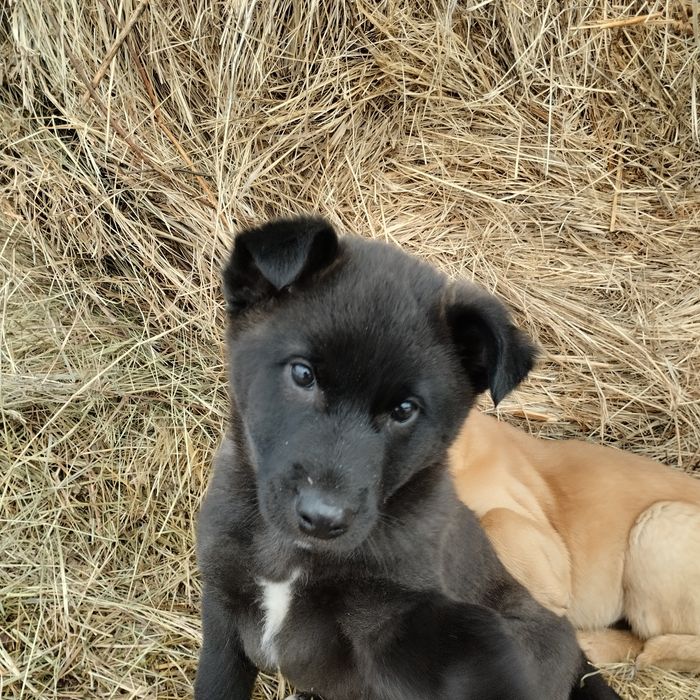 Отдам в добрые руки