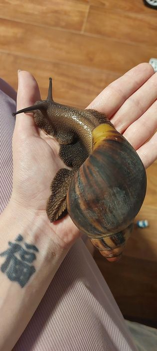 Улитка архахатина