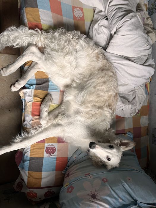 русская псовая борзая