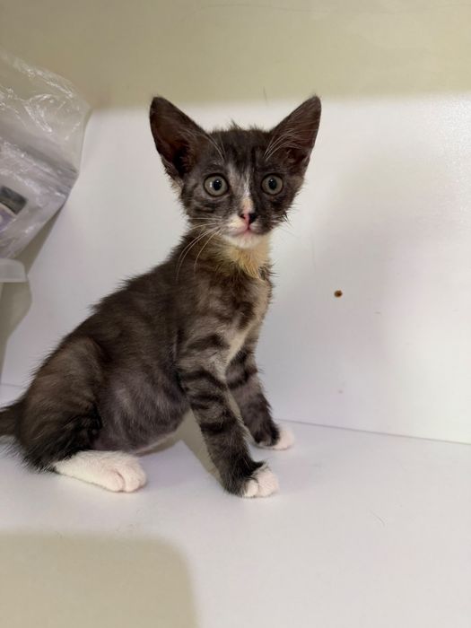 Отдам бесплатно в надёжные руки