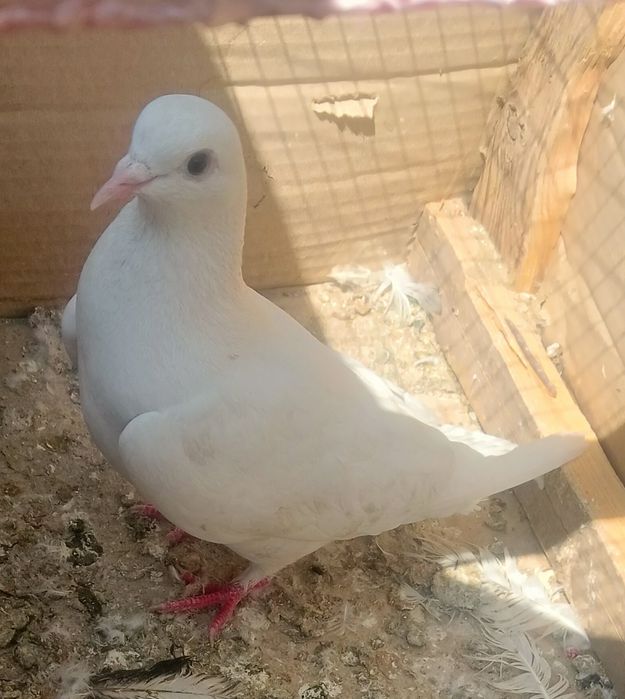 Чисто  белые голуби.
