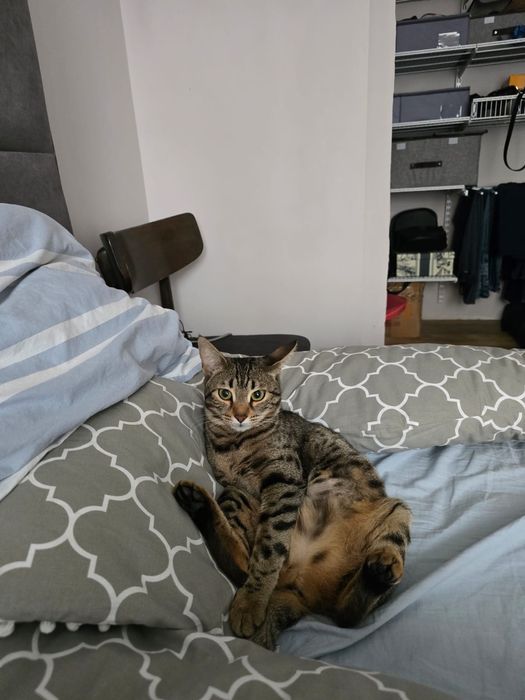 Кошка бенгалец с британцем