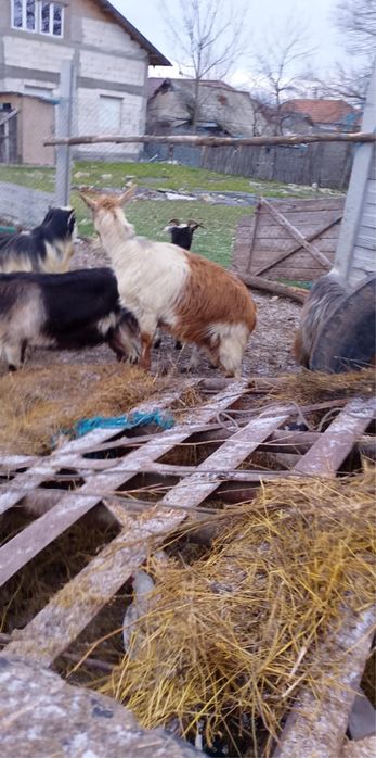 Disponible din 30 de bucati se vinde 10 pe ales