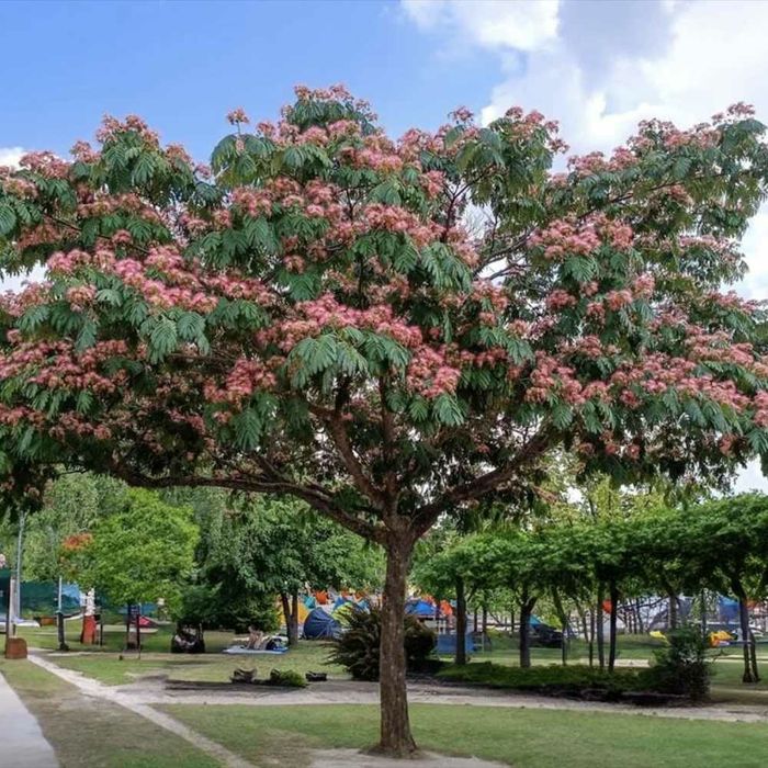 Vand sălcii pletoase la ghiveci  și arbori de mătase la ghiveci