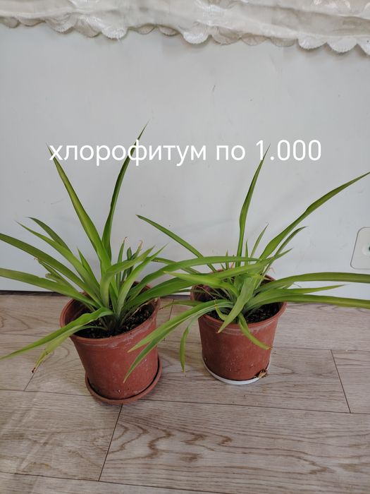 Продаются домашние цветы
