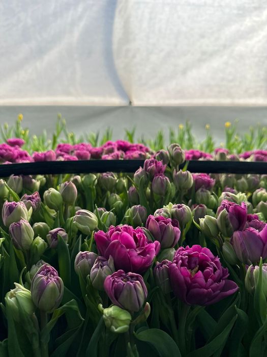 Тюльпаны Оптом и Розница