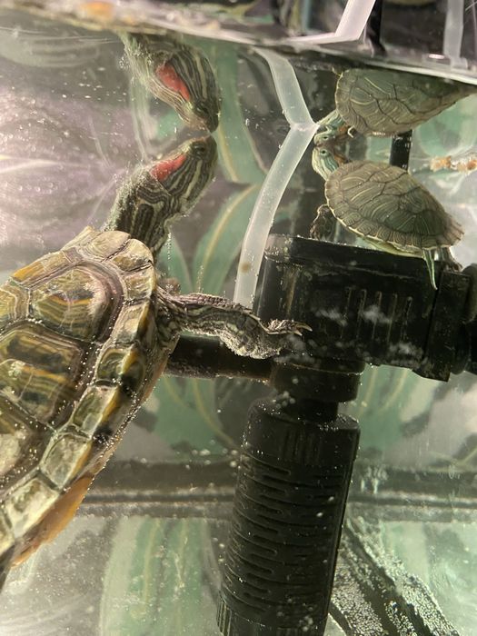 Красноухие черепахи