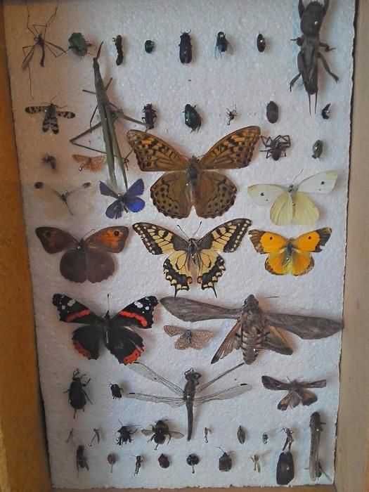 Insectar ptr școală / Facultate, elevi,insecte deosebite