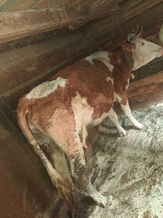 Vand vaca de 6 ani cu 2 vitei belgieni