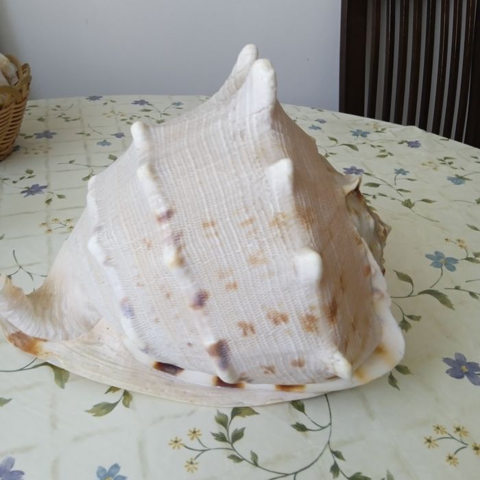 Морская раковина  Рогатый кассиосом