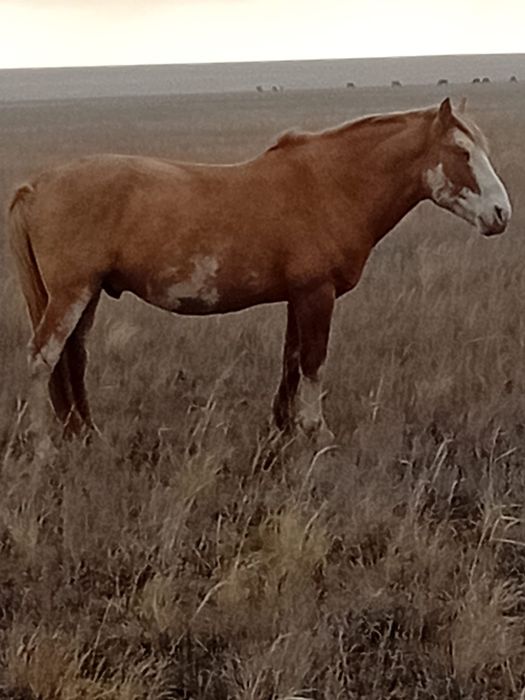 Айғыр сатылады 1 млн теңге