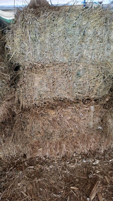 Baloți Lucerna din  2025