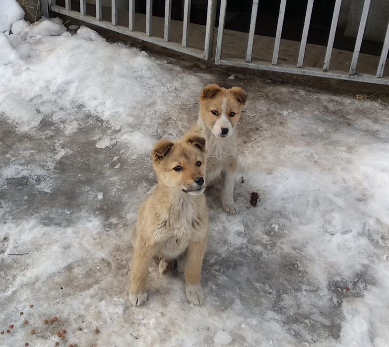 Мальчик и девочка сторожа
