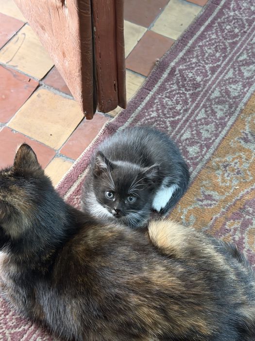 Отдадим котят в добрые руки