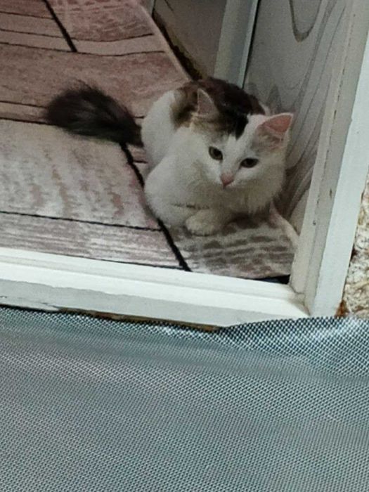 Пропала кошка , кто найдет звоните