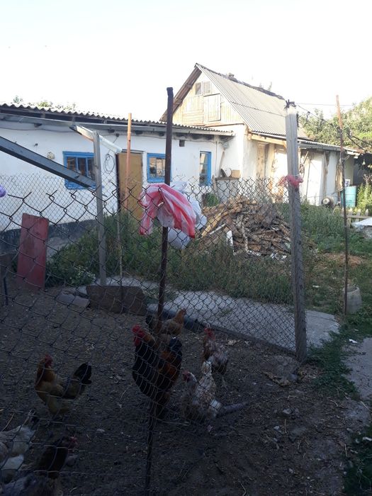 Забадам. Откорм Савхоз.