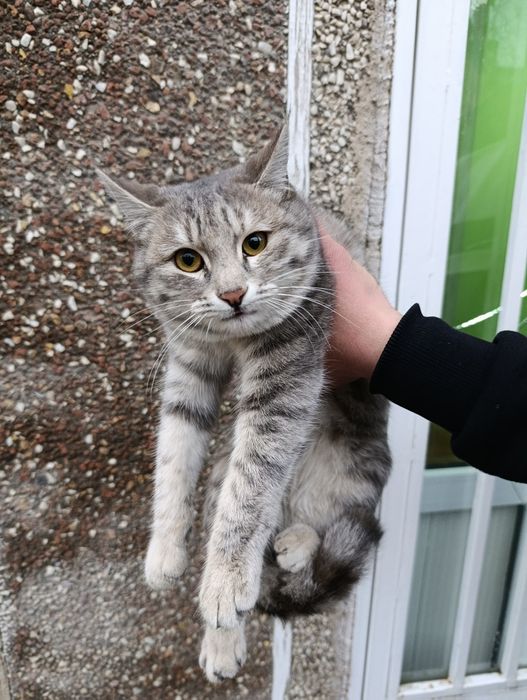 Кошки мушук пишак