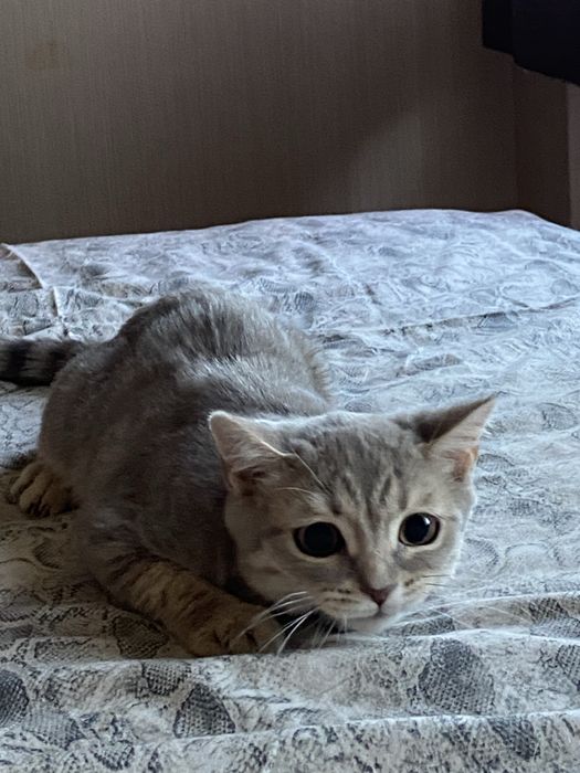 Котенок:Чипонок. 7 мес. Срочно !!!