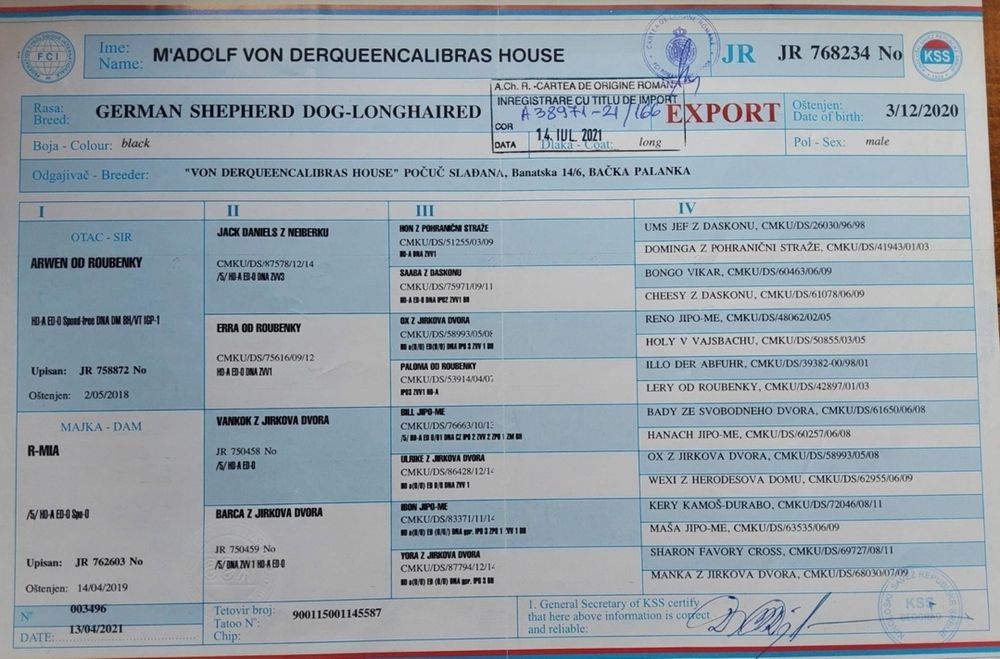 Ciobănesc german linie  de lucru 2 luni