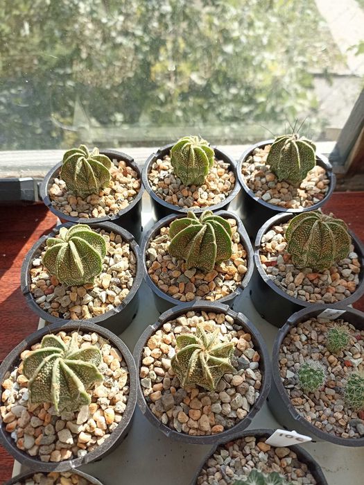 Продам кактусы,комнатные растения