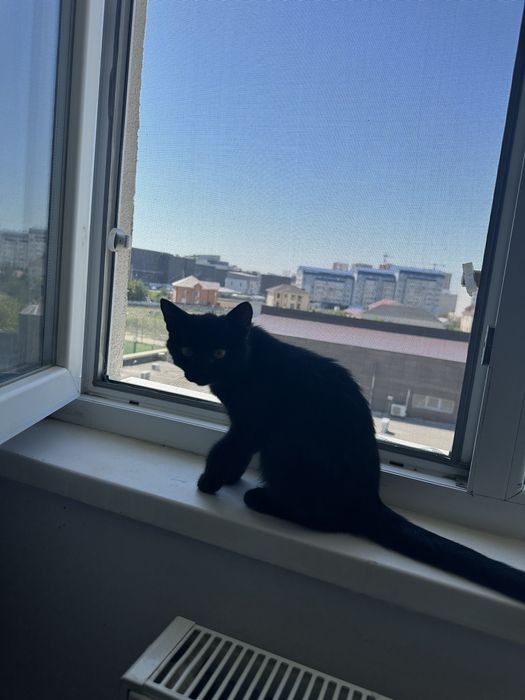 Отдам кошку даром