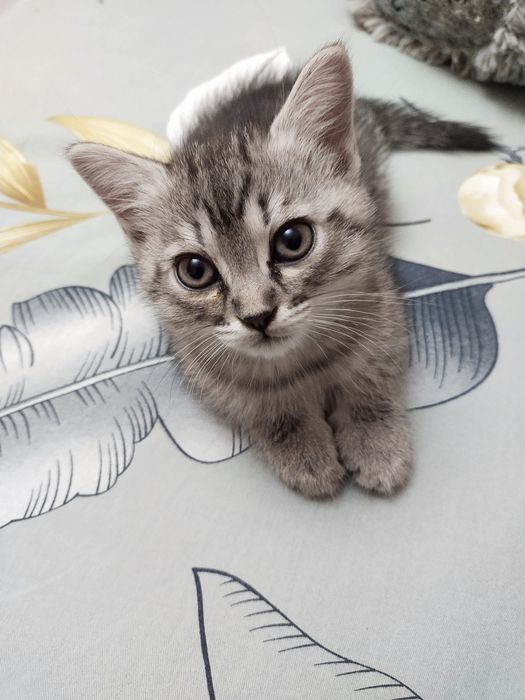 Отдам в дар котят