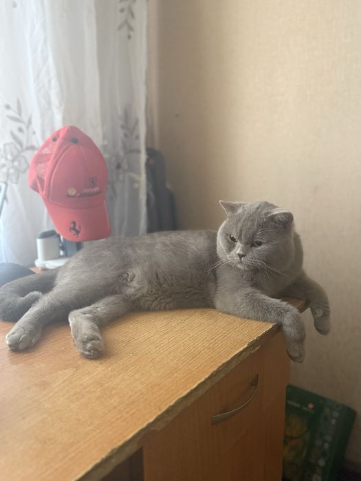 Вяска чисто кровний Британец